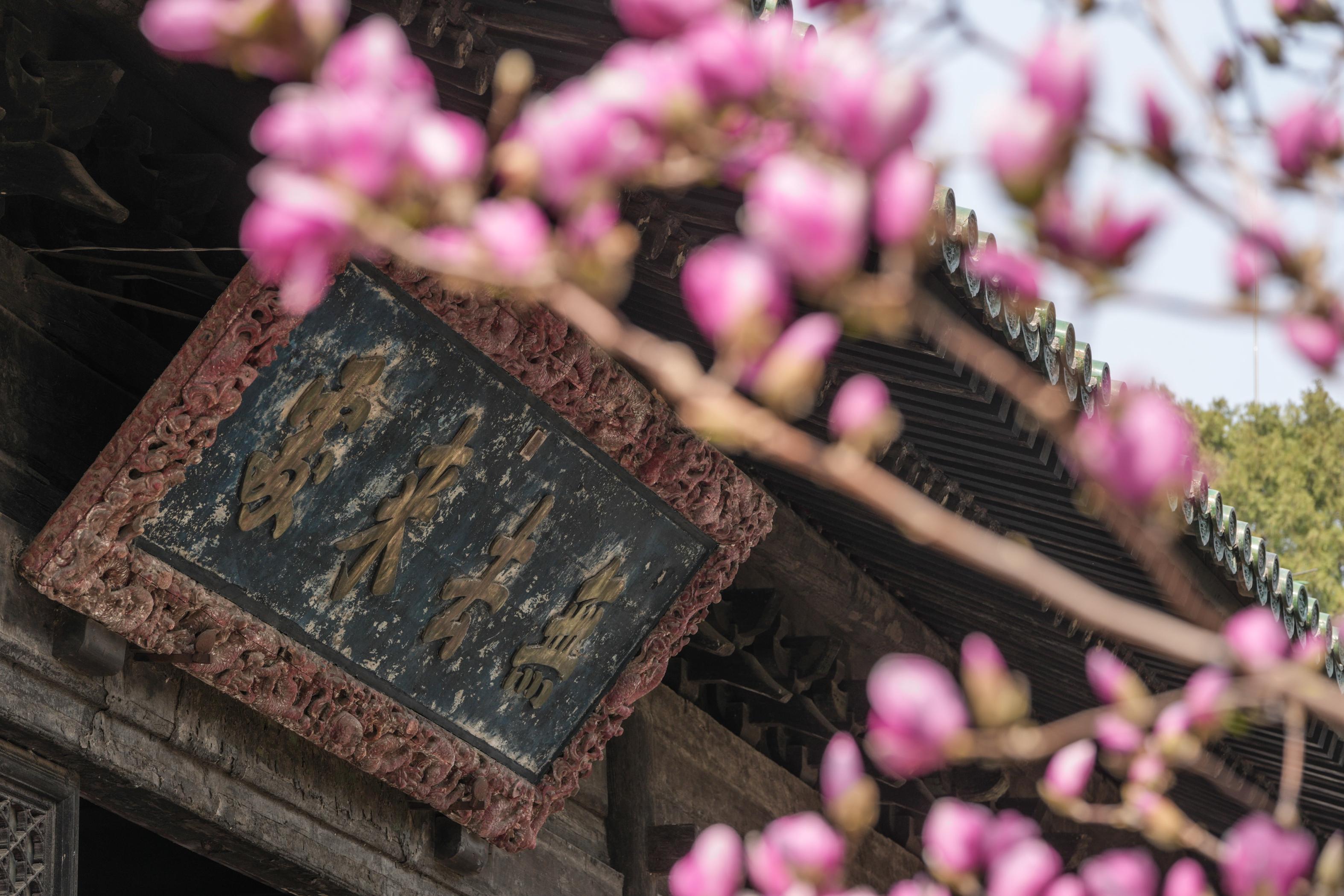 大觉寺玉兰文化节